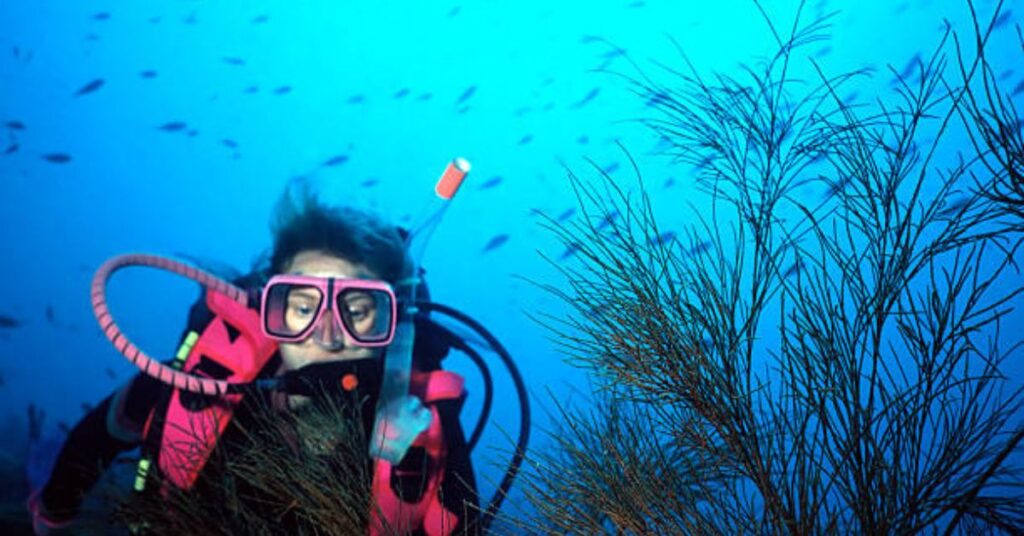 Scuba diver exploring vibrant coral reefs while adhering to scuba diving rules.
