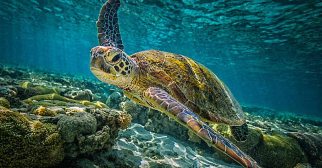 Kelp forests providing marine habitats and coastal protection