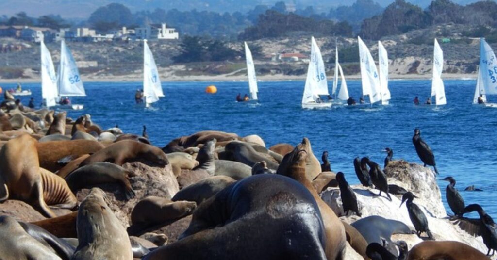 Best place to dive in the Monterey Bay, California for beginners - stunning underwater view