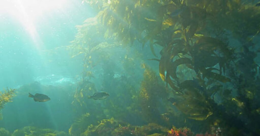 Aerial view of the best place to dive in the Channel Islands, California for beginners