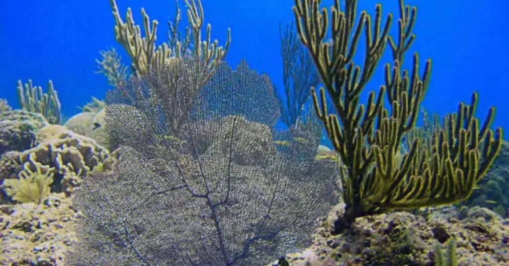 Beginner diver exploring a coral reef in the Florida Keys for beginners