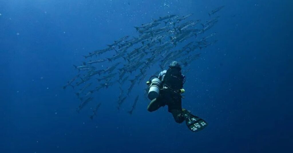 Colorful marine life in Monterey Bay for beginner divers