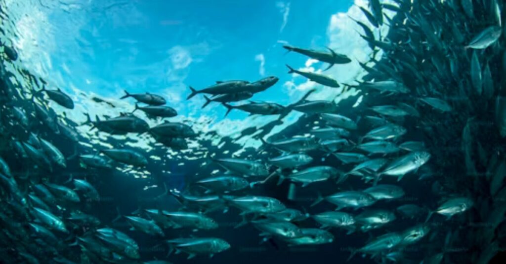 Black Rock diving site for beginners in Maui, Hawaii