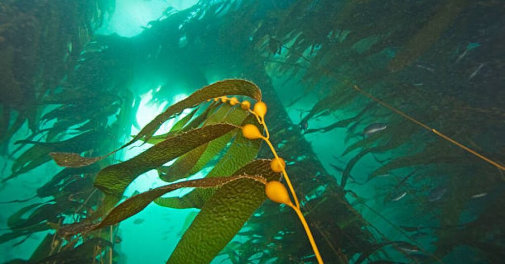 Diver in a kelp forest at the best beginner dive sites in the Channel Islands