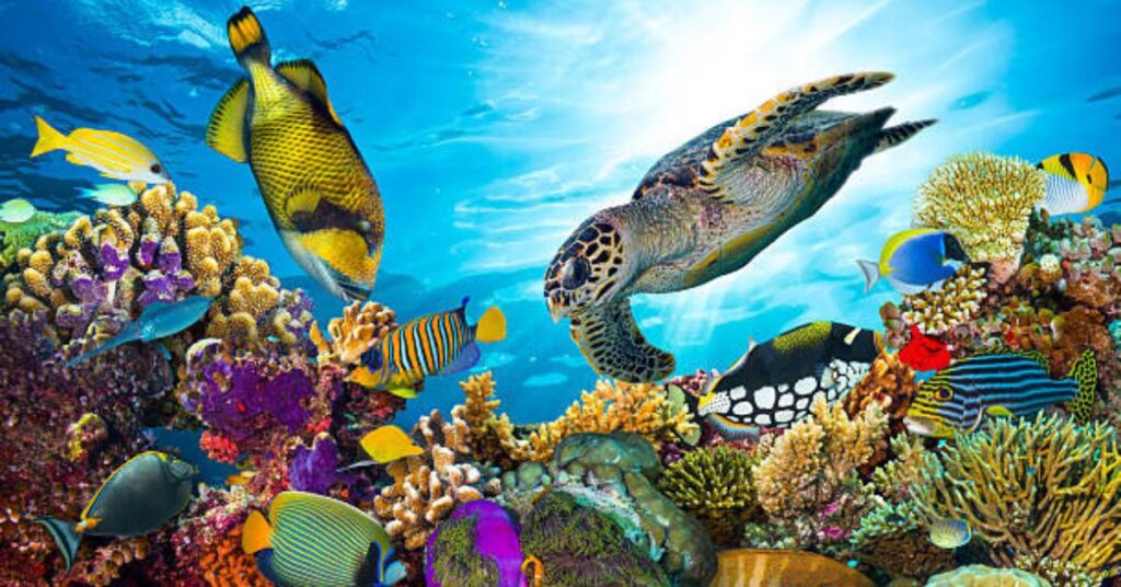 A perfectly framed underwater photo showcasing marine life and coral reefs.
