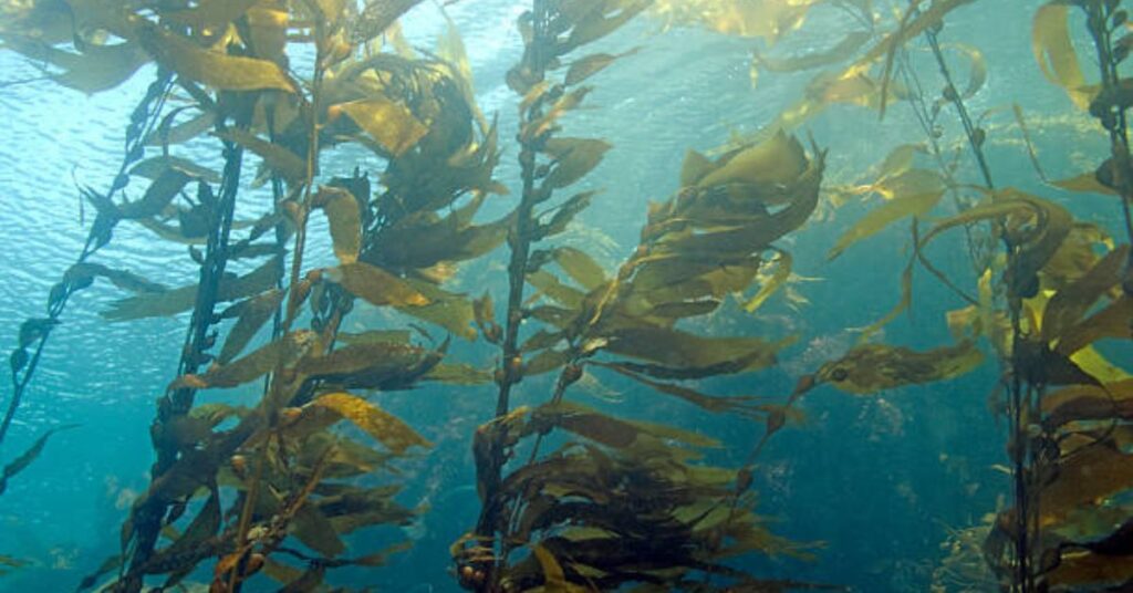 Colorful marine life at Landing Cove, a top dive spot for beginners in the Channel Islands