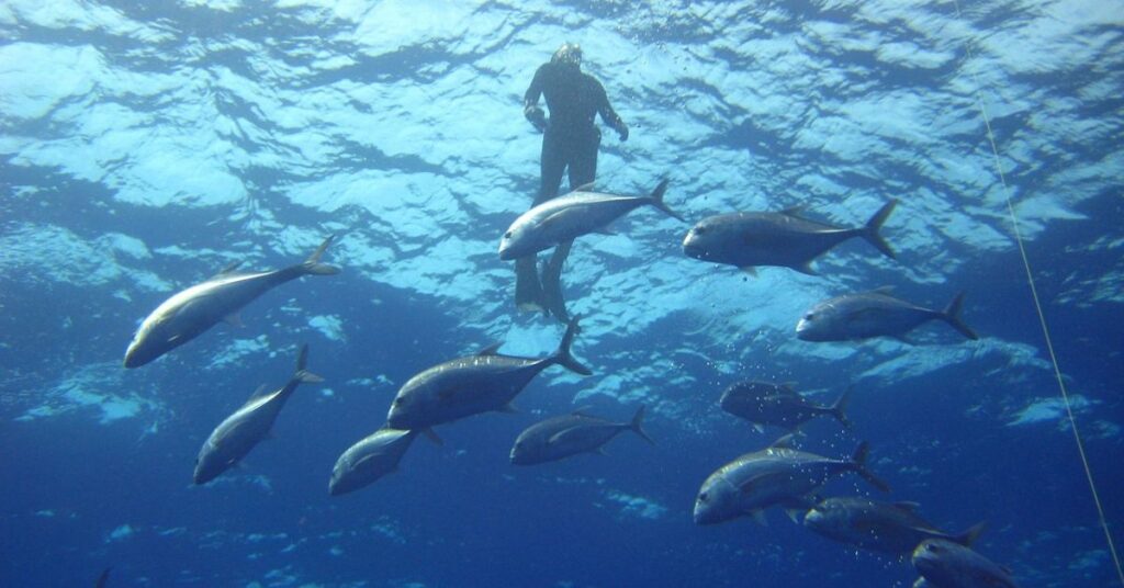 Best place for diving in the Flower Garden Banks, Texas for beginners - colorful coral reefs