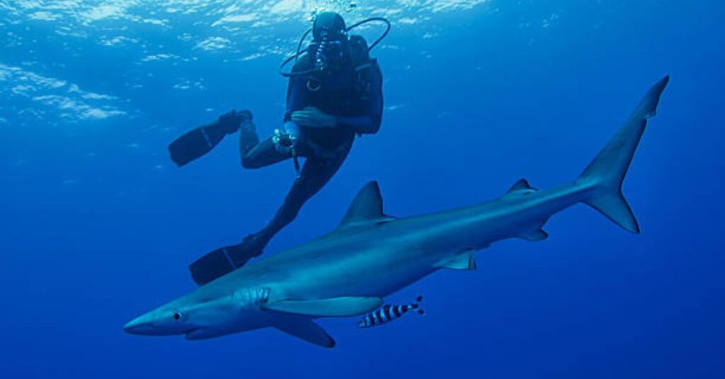 Understanding Shark Behavior Underwater