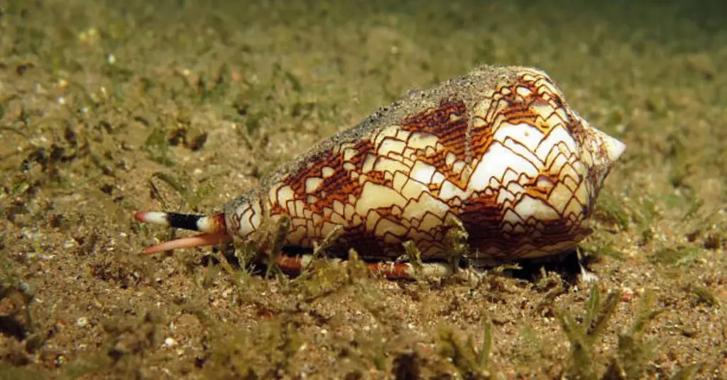  Cone Snails (Conidae)