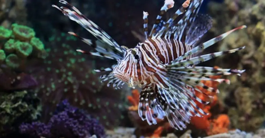 Lionfish (Pterois)