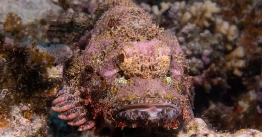 Stonefish (Synanceia verrucosa)